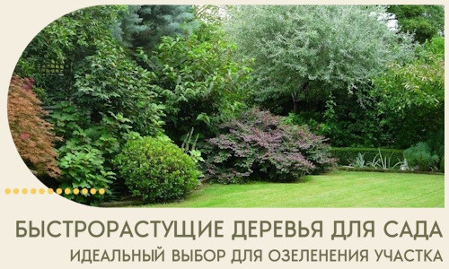 Быстрорастущие деревья для сада идеальный выбор в Таре
