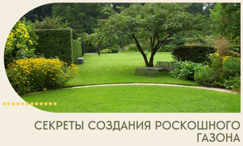 Секреты создания роскошного газона в Таре
